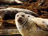 sea-lion-water-sea-lions-head-108420.jpg