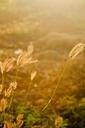 fields-grass-golden-sunset-390923.jpg