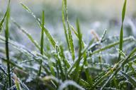 grass-frozen-winter-hoary-580890.jpg