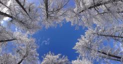 tree-crown-winter-sky-horizon-650294.jpg