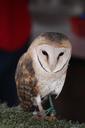 barn-owl-owl-bird-animal-wildlife-914409.jpg