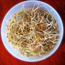 bean-sprouts-sprout-food-organic-657415.jpg