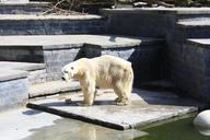 polar-bear-animal-predator-bear-67812.jpg