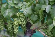 wine-vines-grapes-vineyards-207782.jpg