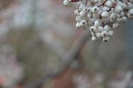 berries-winter-cherry-leaves-fresh-302179.jpg