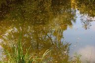 pond-pools-trueb-mirroring-reed-345079.jpg