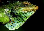 chameleon-forest-nature-664515.jpg