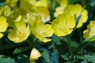 primrose-evening-primrose-flower-603450.jpg