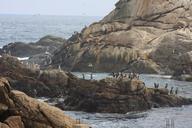 sea-lions-rookery-and-birds-on-the-beach-in-Valparaiso.jpg