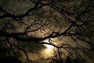 darkness-evening-dark-gloomy-tree-1232724.jpg