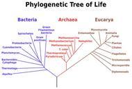 Phylogenetic tree scientific names.svg