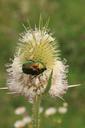 beetle-bug-cutleaf-dipsacus-green-87866.jpg