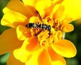 yellow-jacket-insect-nature-57308.jpg