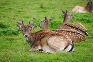 deer-animals-wild-nature-animal-1033569.jpg