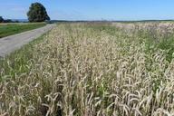 wheat-field-cereals-spike-grain-431117.jpg