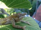 chameleon-tavetanum-lizard-jungle-276608.jpg