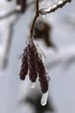 birch-blossom-frozen-winter-nature-270234.jpg