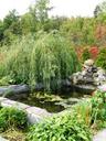 willow-fountain-nature-1627073.jpg