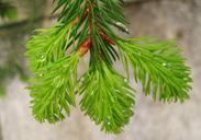 rain-droplets-fir-sprout-green-1422901.jpg