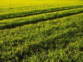 seed-field-arable-grass-green-779823.jpg