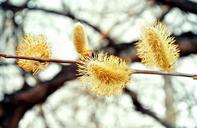 willow-flowers-easter-spring-164421.jpg