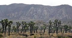 Joshua_trees_along_Park_Boulevard.jpg