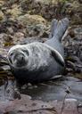 seal-animal-mammal-marine-wildlife-263155.jpg