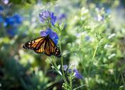 monarch-butterfly-purple-flower-623075.jpg