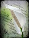 spathiphyllum-flower-white-plant-258611.jpg