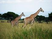 rothschild-giraffes-uganda-savannah-1543686.jpg