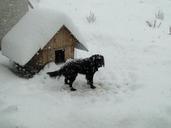 winter-snow-patagonia-dog-64338.jpg