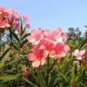 wildflowers-dharwad-flowers-india-300867.jpg