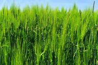 barley-barley-field-agriculture-782585.jpg