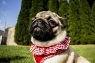 pug-portrait-cute-dog-animal-pet-1502572.jpg