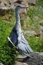 heron-water-bird-animal-artis-214723.jpg