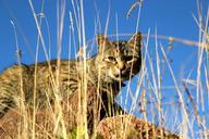 cat-hunter-grass-tabby-639554.jpg