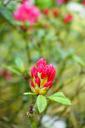 rhododendron-blossom-bloom-bud-474277.jpg