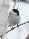 willow-tit-tit-willow-tit-willow-938403.jpg