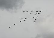 airshow-plane-demonstration-team-608066.jpg