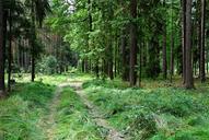 forest-mixed-spruce-branches-path-578353.jpg