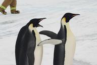 penguins-emperor-antarctica-snow-1221052.jpg