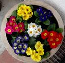 primrose-shell-colorful-spring-1272718.jpg