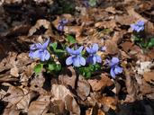 violet-viola-blossom-bloom-purple-1194847.jpg