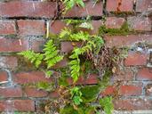 wall-ferns-moose-cobweb-old-brick-555815.jpg