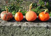 pumpkin-autumn-stone-bench-orange-58411.jpg