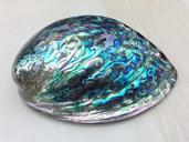 shell-sea-blue-pearl-colorful-1017131.jpg