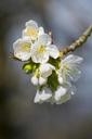 apple-tree-orchard-apple-blossom-814025.jpg