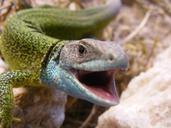 lizard-animal-reptile-green-375223.jpg