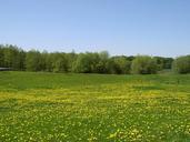 meadow-summer-landscape-nature-sky-427792.jpg