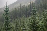 mountain-wilderness-trees-nature-945413.jpg